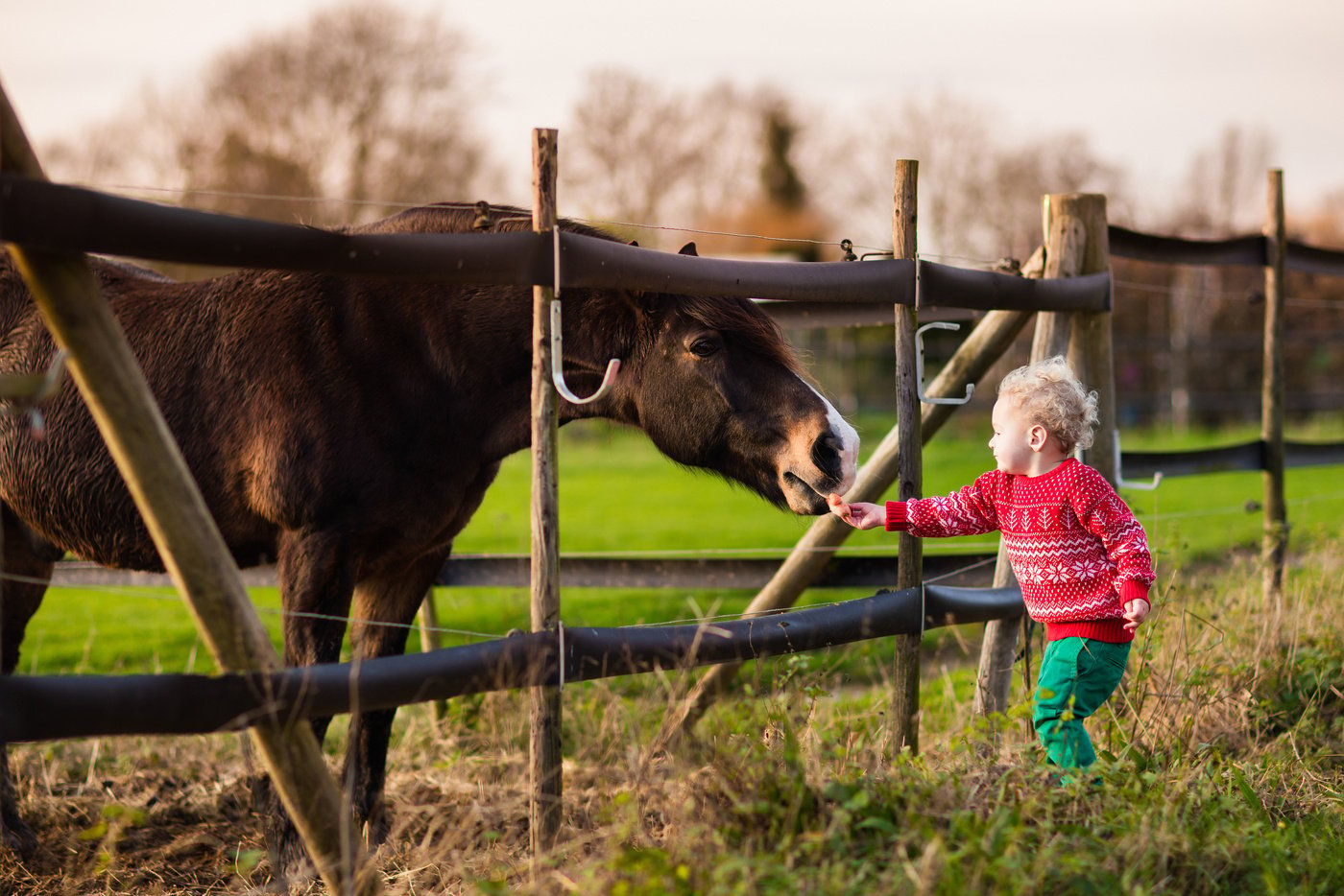 Kids feeding horse on a farm