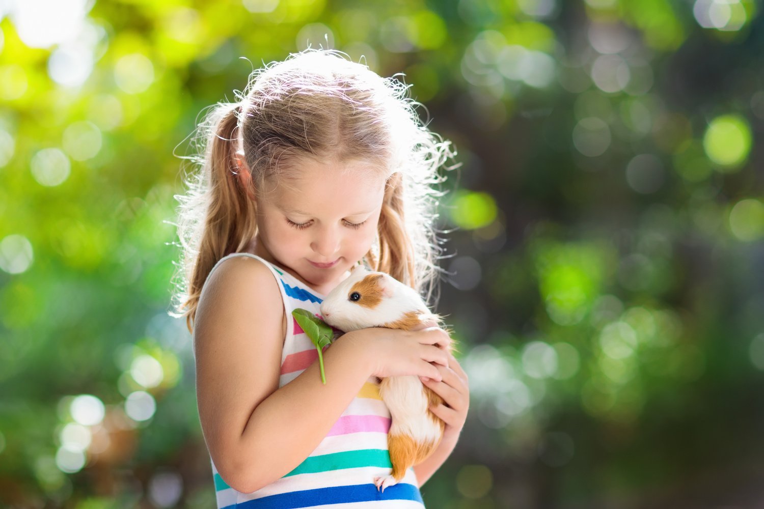 Child with guinea pig. Cavy animal. Kids and pets.